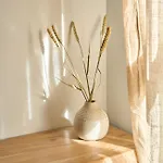 Trippy Cactoo アパート コラレホ
